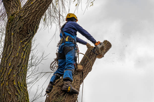 Professional Tree Services in San Buenaventura, CA